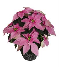 4.75" PINK POINSETTIA