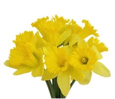 DAFFODIL YELLOW GRHSE