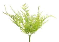FERN BUSH 17" GREEN