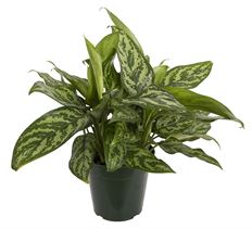 6" AGLAONEMA/CHI.EVERGREEN