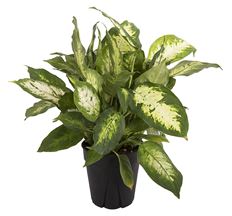 6" DIEFFENBACHIA