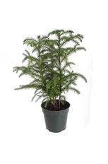4"  NORFOLK ISLAND PINE