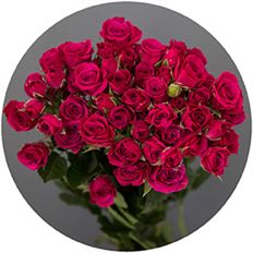 ROSES SPRAY S.A. HOT PINK