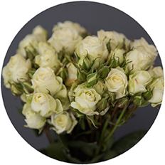 ROSES SPRAY S.A. IVORY