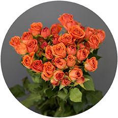 ROSES SPRAY S.A. ORANGE