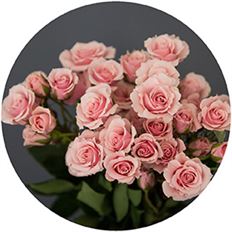 ROSES SPRAY S.A. PINK