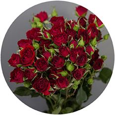 ROSES SPRAY S.A. RED