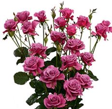 ROSES SPRAY S.A. LAVENDER