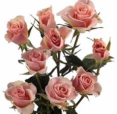 ROSES SPRAY S.A. PEACH/CORAL