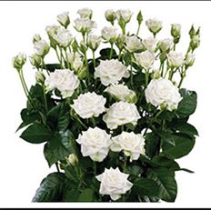 ROSES SPRAY S.A. WHITE