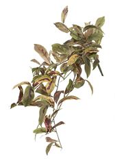 LAUREL BUSH X9 27" GREEN