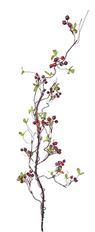 ELDERBERRY BRANCH 48" RED/WHITE