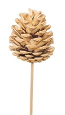 PINECONE PICK AUSTRIACA BLEACH 100/