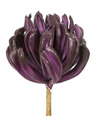 AEONIUM SPRAY 14.5" BURGUNDY