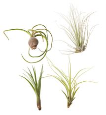 ASSORTED SMALL AIR PLANTS