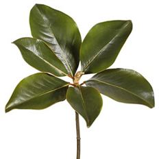 MAGNOLIA LEAF PICK 14" GREEN