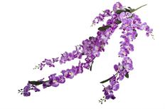 ORCHID BUSH TRAILING 52" FUCHSIA