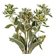 EUONYMUS BUNDLE X3 RAFFIA 16"