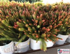 CURLY / AUSTRALIAN PINE