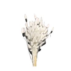 BUNNY TAILS BLEACHED 4OZ