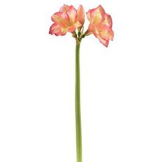 AMARYLLIS 30&quot; MAUVE