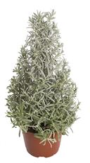 6" LAVENDER TREE