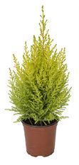 4" GOLDCREST CYPRESS