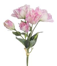 LISIANTHUS BUNDLE X3 15" PINK