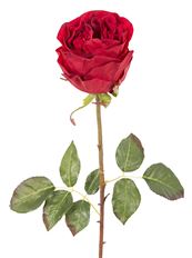 ROSE DUTCHESS BUD 21" RED