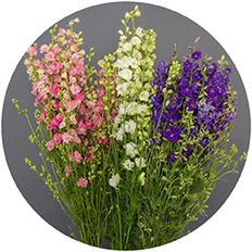 LARKSPUR ASSORTED COLORS