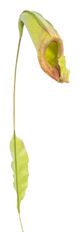 BOTTLE NEPENTHES