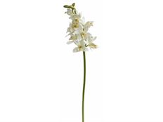 ORCHID CYMBIDIUM 20" WHITE