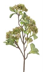 BRANCH SEDUM 34&quot; PK/GR