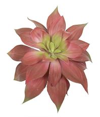 SUCCULENT BUTTERFLY 10" PK/GR