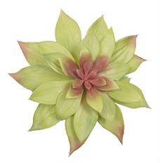 SUCCULENT BUTTERFLY 10" GR/BUR