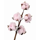 COTTON PICK 15" PINK