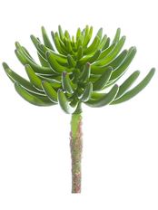 AEONIUM PICK 12" GREEN