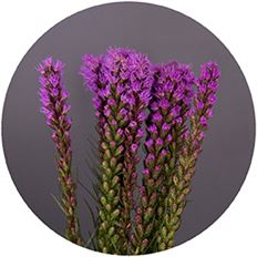 LIATRIS MEDIUM