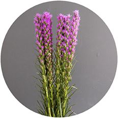 LIATRIS TALL