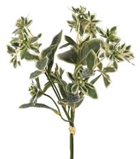 EUONYMUS BUNDLE 16" RAFFIA