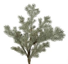 PINE SPRAY BLUE SPRUCE 24"