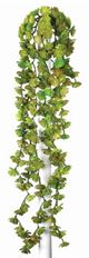 SUCCULENT VINE 22" GREEN