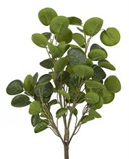 PEPEROMIA BUSH 18" X7