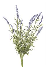 LAVENDER BUSH X15 DUSTY PURPLE