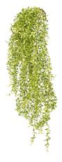 CHINA ROOT BUSH HNG 39" GREEN