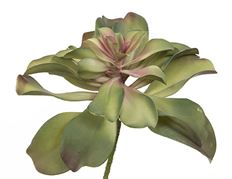 LOTUS STEM 13.5X12" GREEN/BURGUNDY