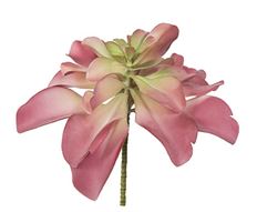 LOTUS STEM 13.5X12" GREEN PINK