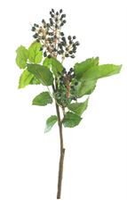 BERRY MAHONIA /PRIVITT 17" BLK/BLU