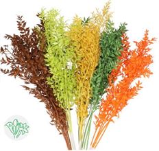 ITALIAN RUSCUS BLEACHED