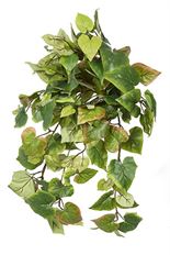 POTATO LEAF BUSH GREEN